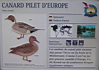Canard pilet d'Europe, Anas acuata (Photo F. Mrugala) (txt)